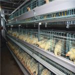 Use poultry farming equipment for poultry selection and breeding