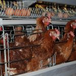 Analysis of the advantages and disadvantages of cage and flat rearing of laying hens