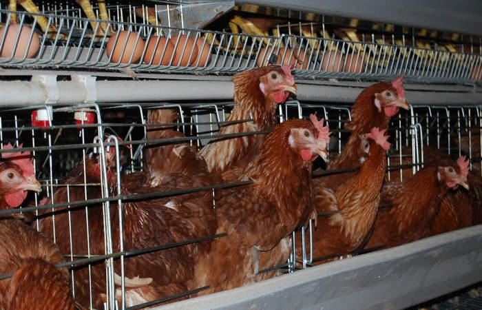 chicken cage equipment