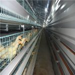 About scientific chicken raising technology