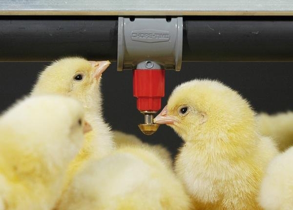 poultry drinking machine
