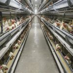 What are the advantages of large-scale chicken farming in layer cages?