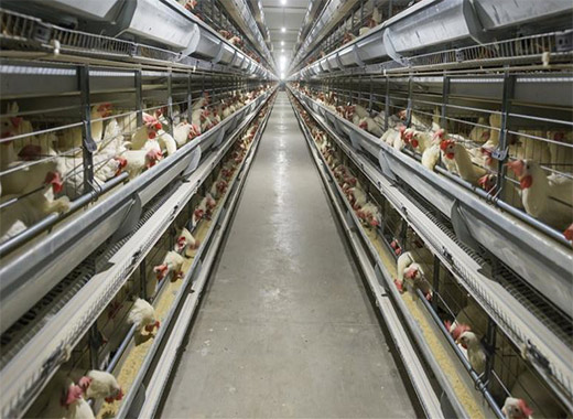 Automatic battery hens have been implemented in more and more countries.