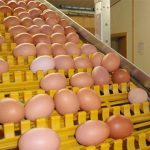Can the use of automated egg collection systems reduce egg breakage?