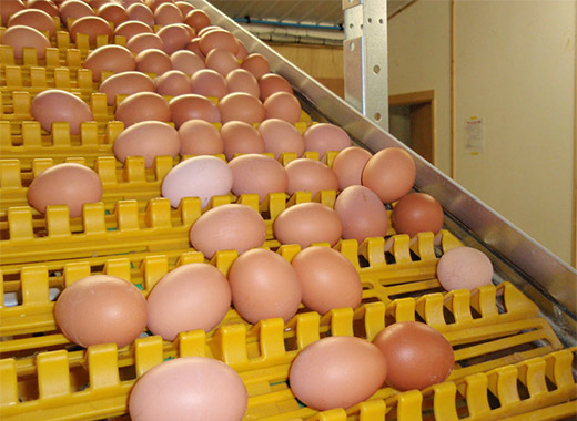 The battery eggs are collected by automatic egg collectin system can save much energy for poultry farmers.