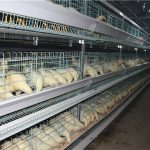 Key points of management of broilers in different periods