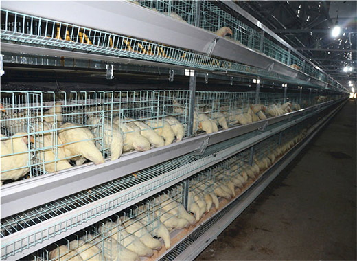 The automatic poultry farming equipment for layer farming equipment can really increase your poultry productiveness.