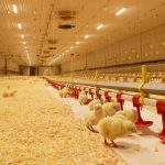 Management measures for laying hens