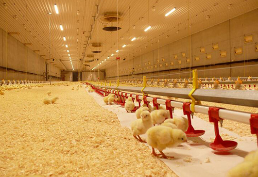broilers-house-ventilation