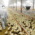 Site selection and supporting construction of laying hens