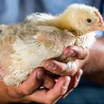 The focus of the chicken raising process