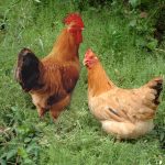 International common chicken raising equipment introduction