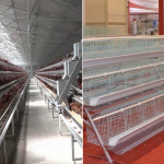 Reasons for the sustainable development of chicken cage equipment