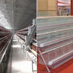 Precautions for automatic feeding machine for chicken equipment