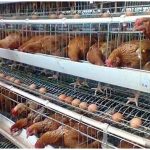 Common diseases of layer chicken in cage
