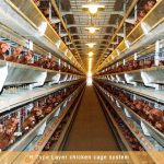 Environmental factors for raising chickens in chicken cages