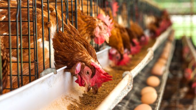 What are the advantages and disadvantages of caged laying hens?