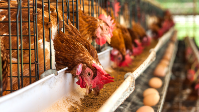 Spring chicken house environment control