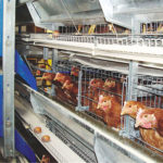 Management points for cage laying hens