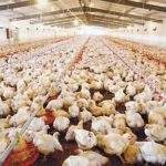 Ventilation type and fan selection for chicken farming equipment