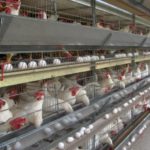 Measures to prevent eggshell damage when using chicken cages to raise chickens