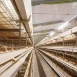 Getting Quotes and More Information About Broiler Day-Old Chicks Battery Cages